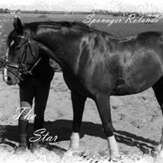 Dansk Varmblod Rolando *Solgt*