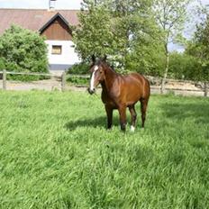 Dansk Varmblod Rolando *Solgt*