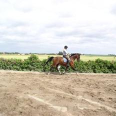 Dansk Varmblod Rolando *Solgt*