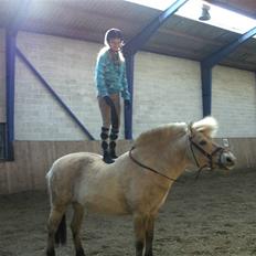 Fjordhest Obelix<3 *solgt* :`(