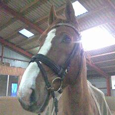 Dansk Varmblod Unique Des Malais *låne*