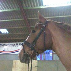 Dansk Varmblod Unique Des Malais *låne*