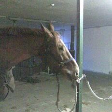 Dansk Varmblod Unique Des Malais *låne*