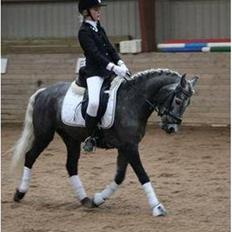 Connemara Olympia Aavang *Solgt*