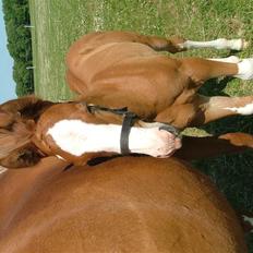 Holstener Jazz Dance