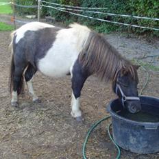 Shetlænder Ronja :)