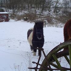 Shetlænder Ronja :)