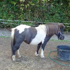 Shetlænder Ronja :)