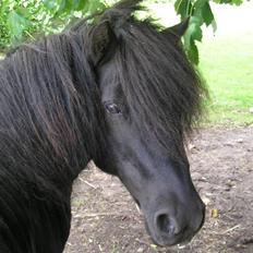 Shetlænder | Hermann |