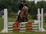 Haflinger Hanibal <´3 ment to be<´3