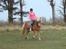 Haflinger Hanibal <´3 ment to be<´3