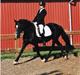 Welsh Cob (sec D) Derwen Genevieve (R.I.P.)