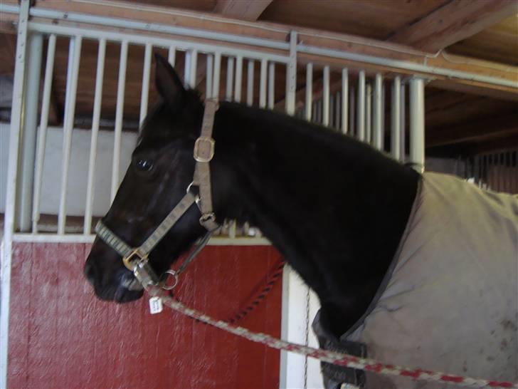 Anden særlig race Avance *Gamle Halvpart* - Lørdag den 31/1 09, med vinterpels, så smuk <3 billede 10