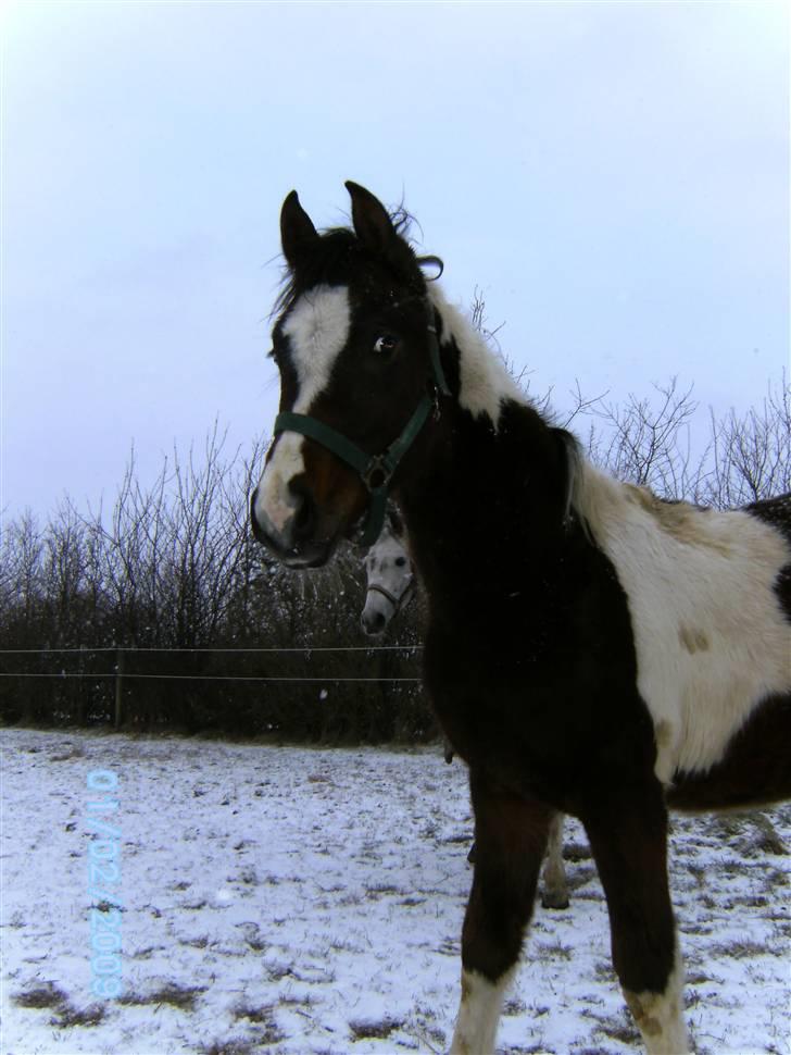 Pinto Araber Sk Triton R.I.P - Min første dag på min nye fold. billede 5