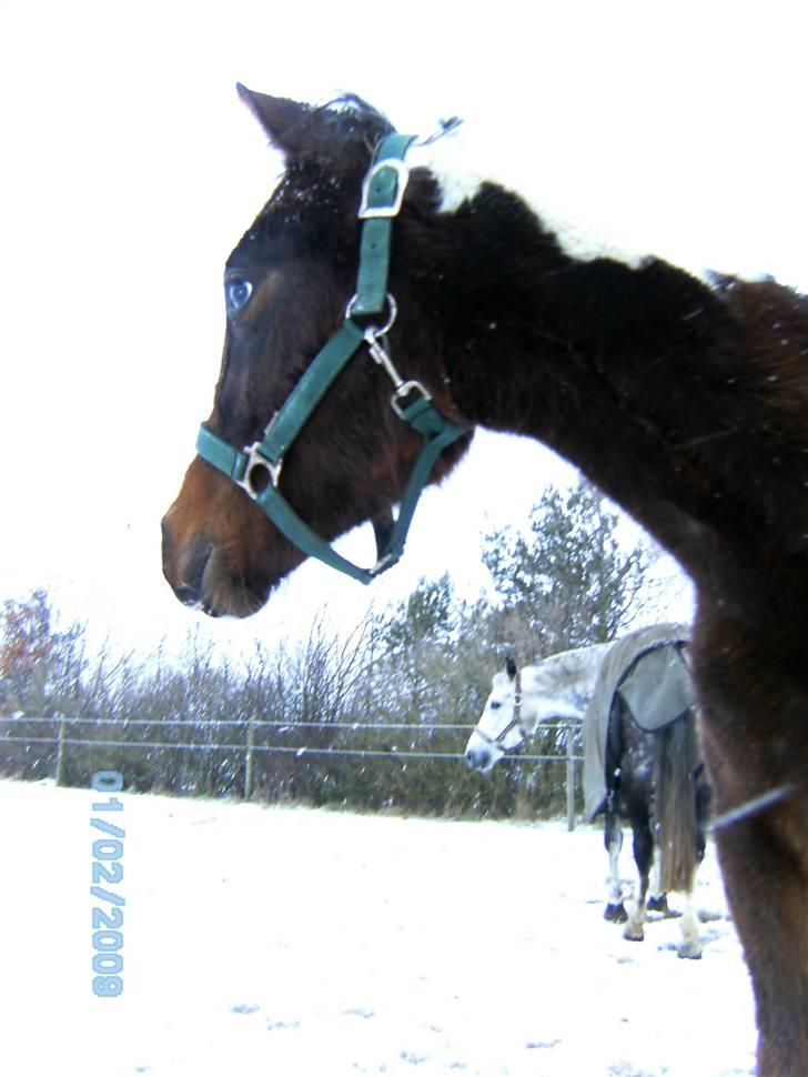 Pinto Araber Sk Triton R.I.P billede 6