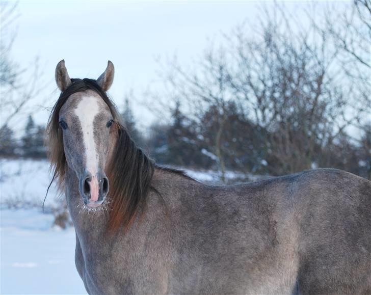 Sportsaraber (A) Fakhir E'jaaz SOLGT billede 16