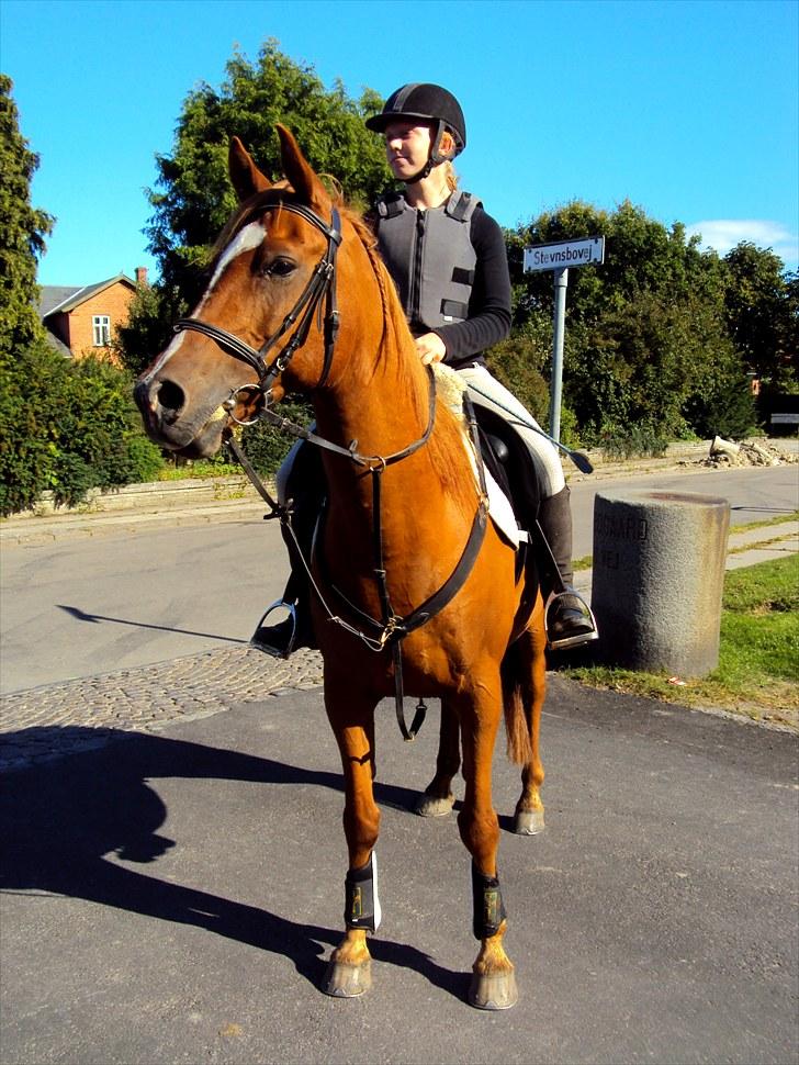 Anden særlig race Kalif (solgt) :'( - velkommen til kalif´s profil:) Her har vi lige sprunget:) billede 1