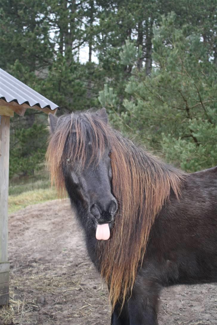 Islænder Omi fra hallisgård - Frækkert :p billede 10