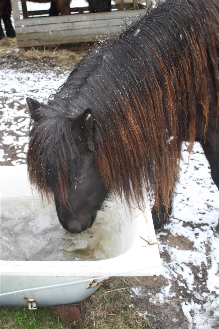 Islænder Omi fra hallisgård - Omi drikker billede 11