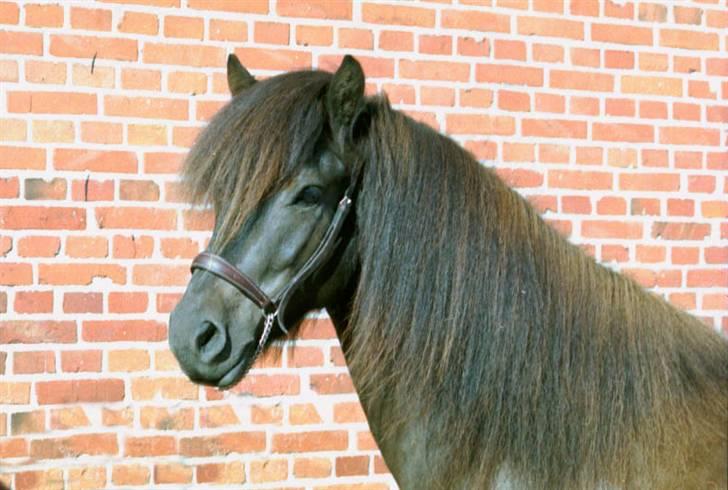 Islænder Omi fra hallisgård - :D billede 12