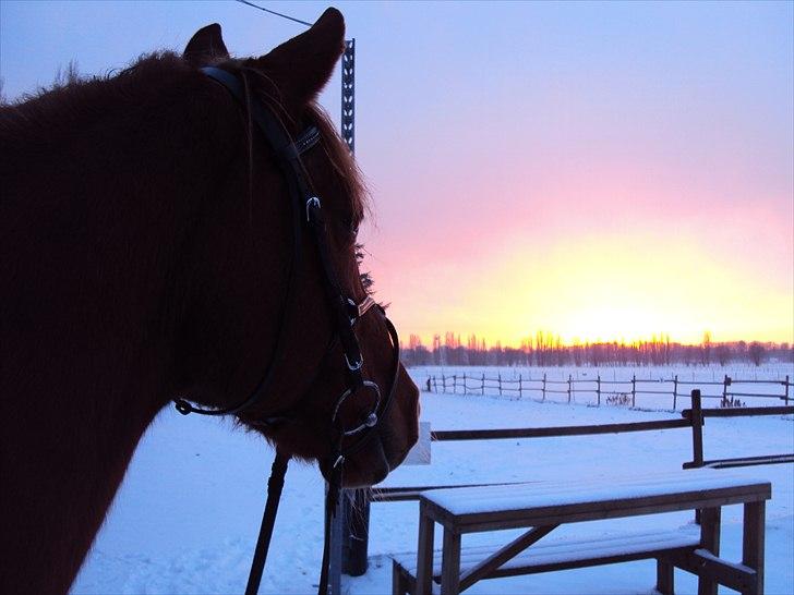 Anden særlig race Kalif (solgt) :'( - Smukke Kalif i sneen:) billede 3