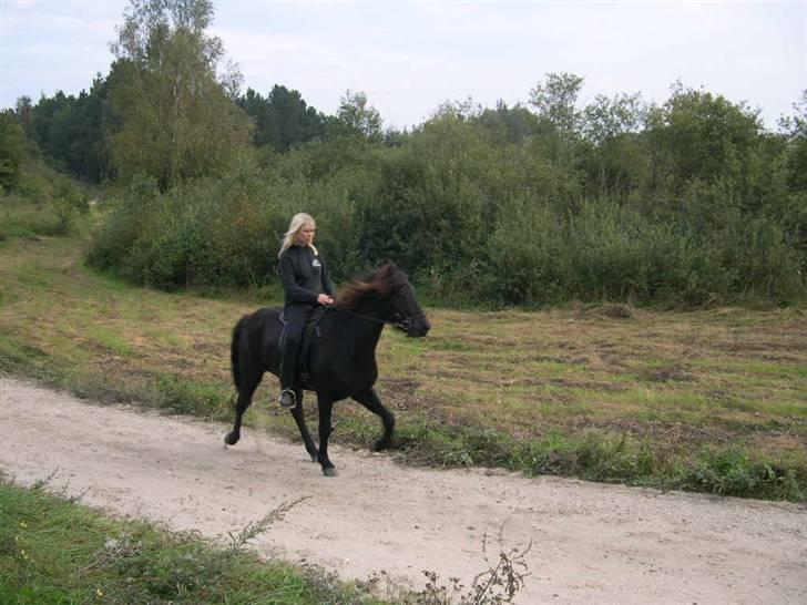Islænder Omi fra hallisgård - Omi i tølt.. billede 13