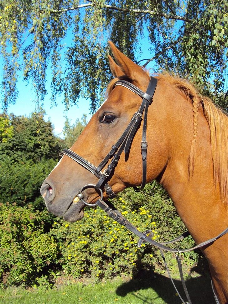 Anden særlig race Kalif (solgt) :'( - Peace, love & SUN:) Efter spring;P billede 4