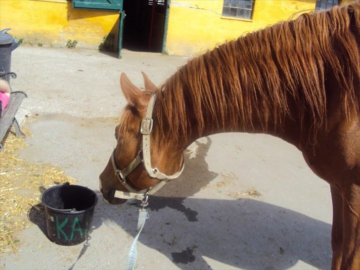 Anden særlig race Kalif (solgt) :'( - Uhhh, farlig spand! XD billede 5