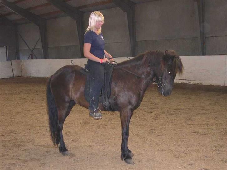 Islænder Omi fra hallisgård - søde omi billede 14