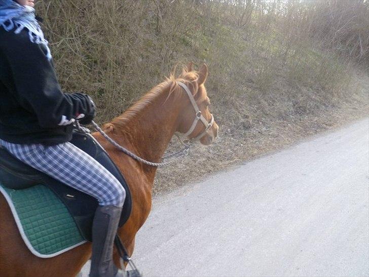 Anden særlig race Kalif (solgt) :'( - Sommer 2010 billede 6