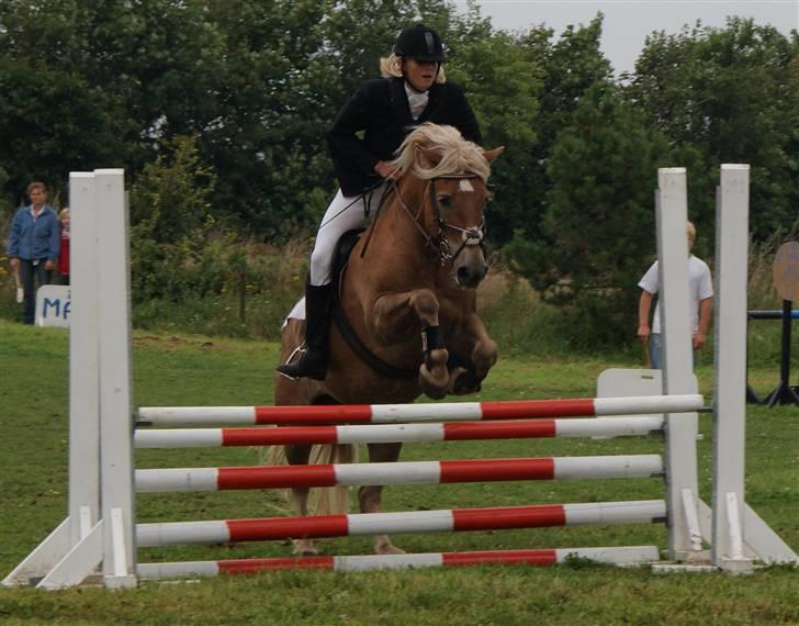 Haflinger Hanibal <´3 ment to be<´3 billede 5