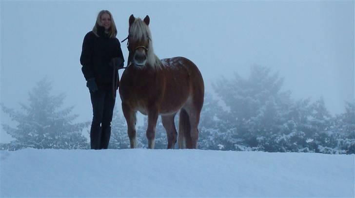 Haflinger Hanibal <´3 ment to be<´3 - NYT!=) hygge i snéen..=P billede 7