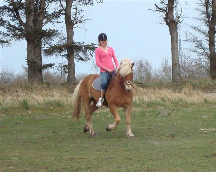 Haflinger Hanibal <´3 ment to be<´3 billede 8