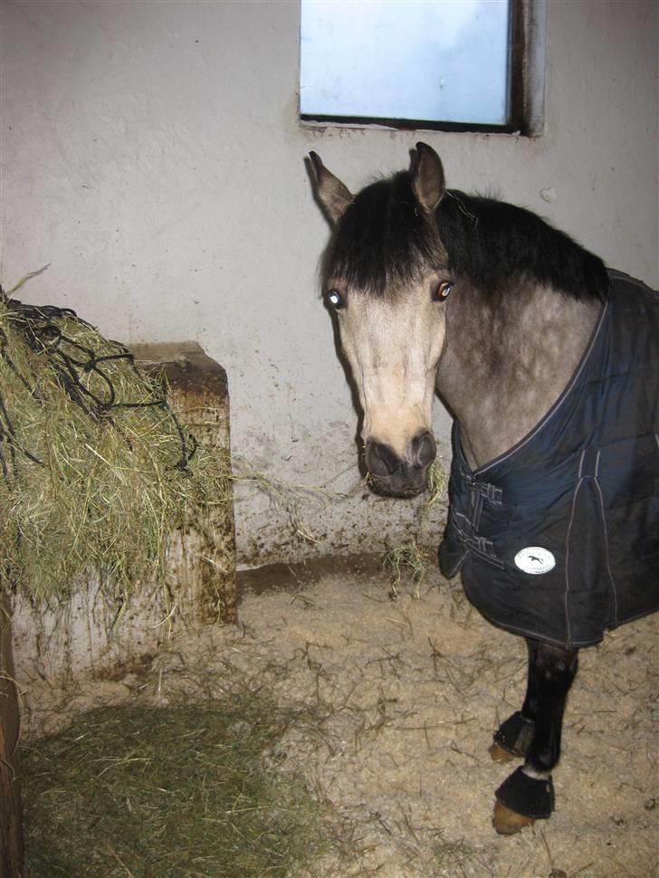 DSP Tovdal's Irish Dundee - Don´s smukke hoved.. <3 billede 10