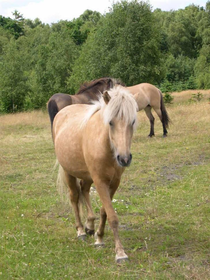 Islænder Kylja fra Stubbebro - Kylja i skridt billede 4