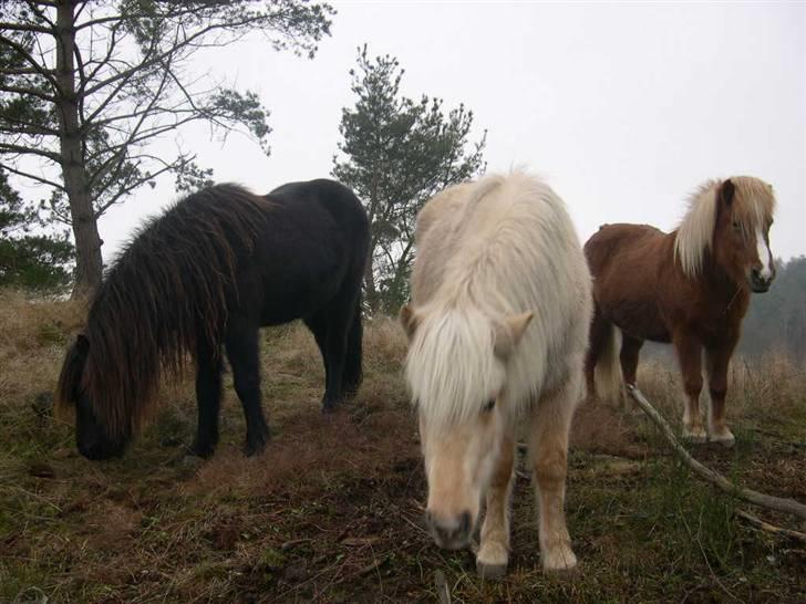 Islænder Kylja fra Stubbebro - Kylja i vinter billede 5