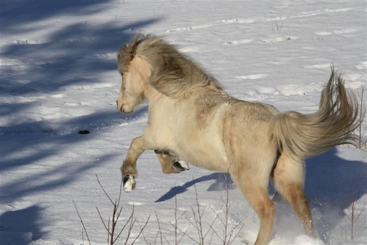 Islænder Kylja fra Stubbebro - Kylja i galop på marken :p billede 7