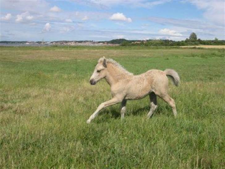Islænder Kylja fra Stubbebro - Kylja som føl billede 9