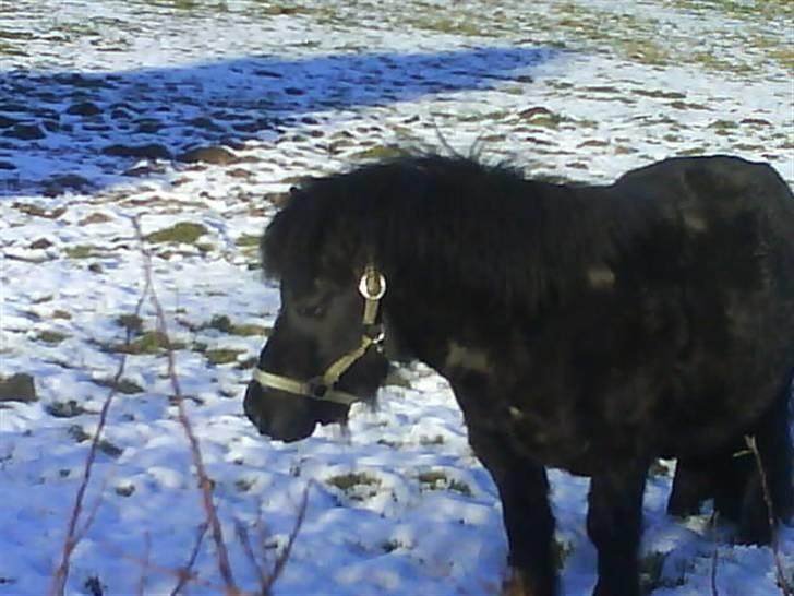 Shetlænder topper billede 18