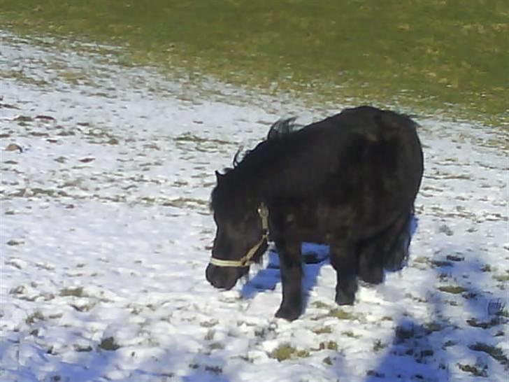 Shetlænder topper billede 19