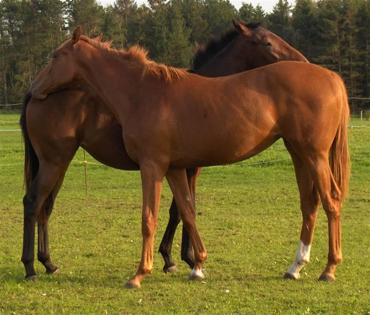 Fuldblod (XX) Mamaloca - Mamaloca og hendes bedste veninde/halvsøster Siempre billede 1