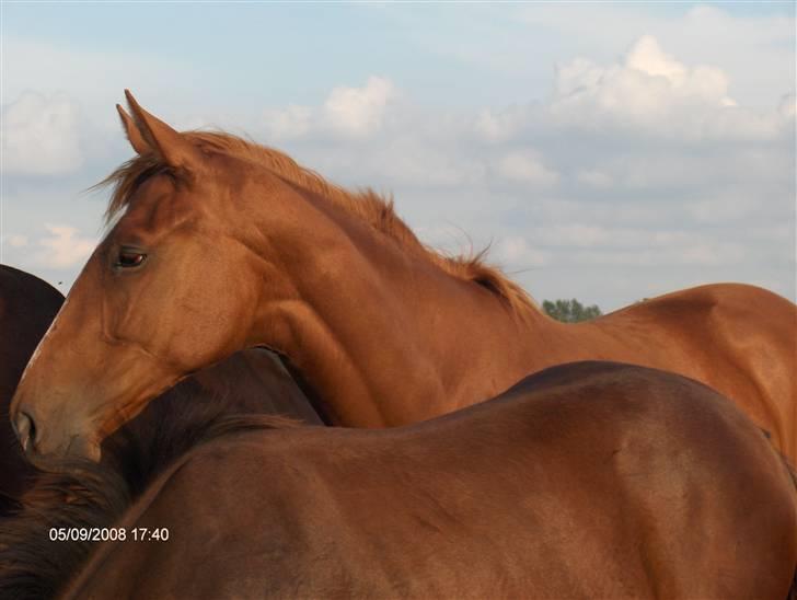 Fuldblod (XX) Mamaloca billede 2