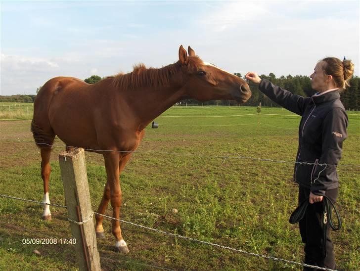 Fuldblod (XX) Mamaloca billede 3