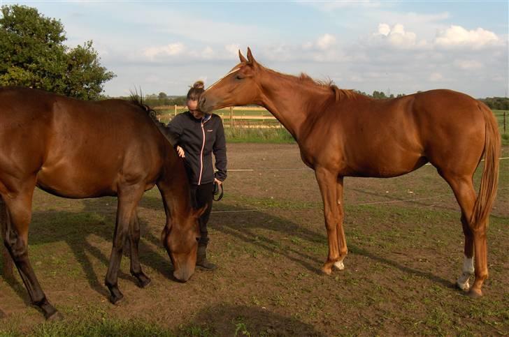 Fuldblod (XX) Mamaloca - Kærlige Mamaloca nusser mig i hovedet billede 4