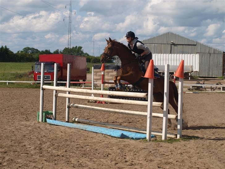 Anden særlig race ClementsPenelope  - spring træning, stjerne hest noget LA-MB højde <3 billede 13