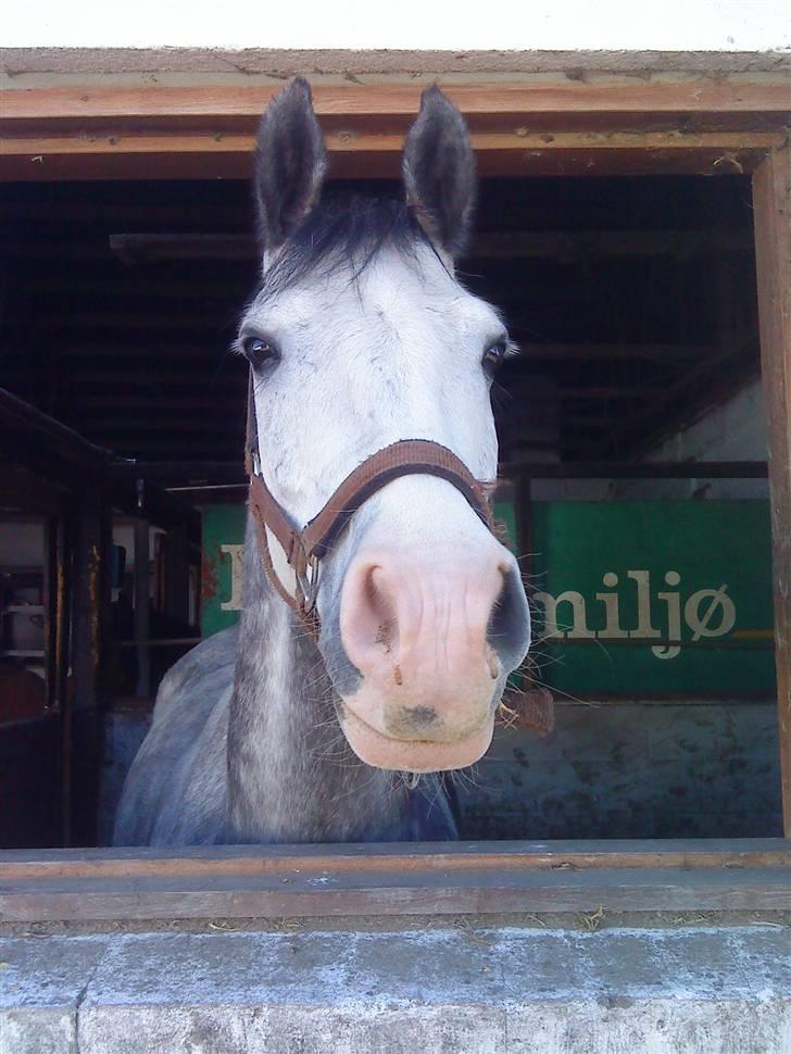 Anden særlig race Fandango (springer ) - hvad har han fået øje på? foto mig. billede 1