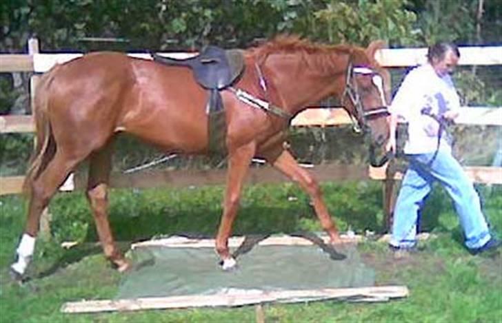 Fuldblod (XX) Mamaloca - Mamaloca på plastik for 1. gang billede 5