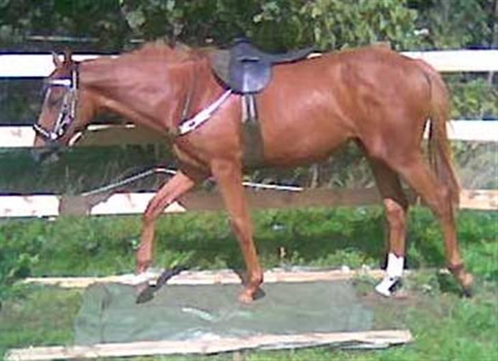 Fuldblod (XX) Mamaloca - 2. gang billede 6