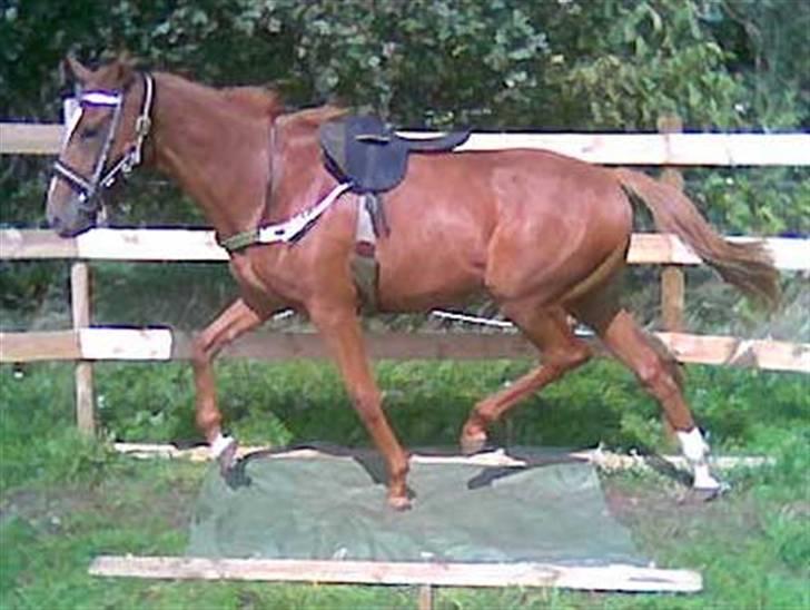 Fuldblod (XX) Mamaloca - Det er jo meget sjovt! billede 7