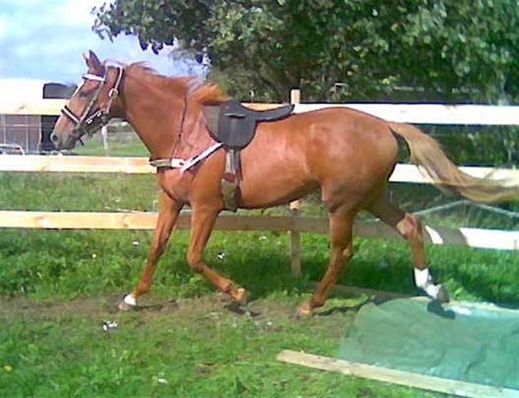 Fuldblod (XX) Mamaloca - Afslappet billede 8